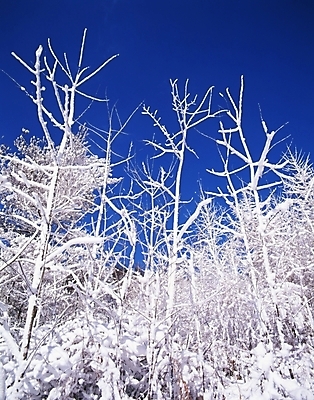 포토 JPG 주간 나무 식물 사계절 계절 설경 겨울 자연 산 눈꽃 여러그루 풍경 사람없음 야외 눈 숲 국내포토 자연요소 다수 날씨 눈_날씨 생태계 파일형식