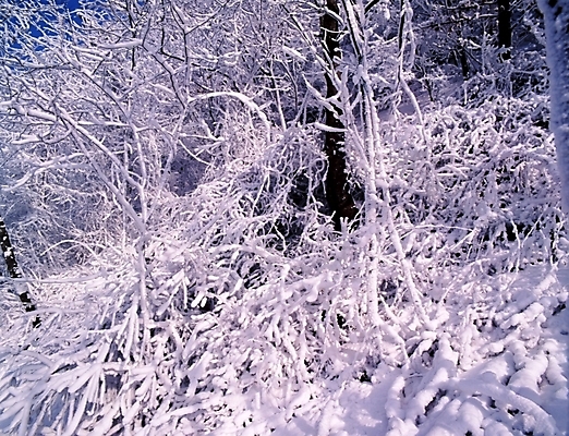 포토 JPG 주간 나무 식물 사계절 계절 설경 겨울 자연 산 눈꽃 여러그루 풍경 사람없음 야외 눈 숲 국내포토 자연요소 다수 날씨 눈_날씨 생태계 파일형식