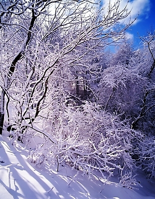 포토 JPG 주간 나무 식물 구름 사계절 계절 설경 겨울 자연 하늘 산 눈꽃 여러그루 풍경 사람없음 야외 눈 숲 국내포토 자연요소 다수 날씨 눈_날씨 생태계 파일형식