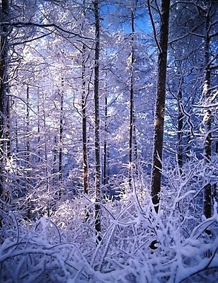 포토 JPG 주간 나무 식물 사계절 계절 설경 겨울 자연 산 눈꽃 여러그루 풍경 사람없음 야외 눈 숲 국내포토 자연요소 다수 날씨 눈_날씨 생태계 파일형식