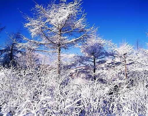 포토 JPG 주간 나무 식물 사계절 계절 설경 겨울 자연 하늘 산 눈꽃 여러그루 풍경 사람없음 야외 눈 숲 국내포토 자연요소 다수 날씨 눈_날씨 생태계 파일형식