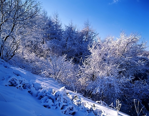 포토 JPG 주간 나무 식물 사계절 계절 설경 겨울 자연 하늘 산 눈꽃 여러그루 풍경 사람없음 야외 눈 숲 국내포토 자연요소 다수 날씨 눈_날씨 생태계 파일형식