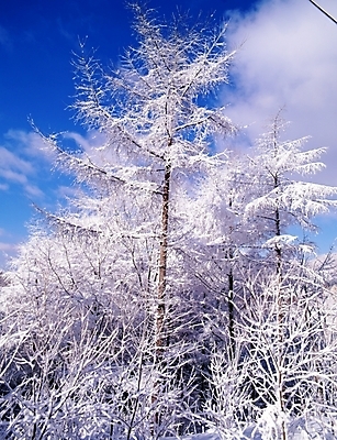 포토 JPG 주간 나무 식물 구름 사계절 계절 설경 겨울 자연 하늘 산 눈꽃 여러그루 풍경 사람없음 야외 눈 숲 국내포토 자연요소 다수 날씨 눈_날씨 생태계 파일형식