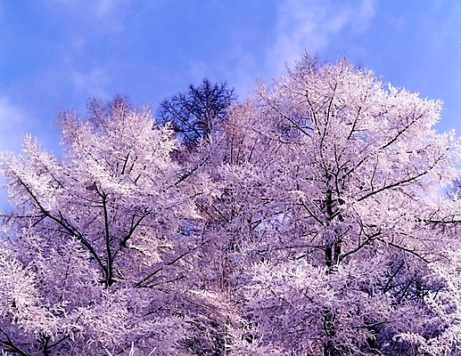 포토 JPG 주간 나무 식물 구름 사계절 계절 설경 겨울 자연 하늘 산 눈꽃 여러그루 풍경 사람없음 야외 눈 숲 국내포토 자연요소 다수 날씨 눈_날씨 생태계 파일형식