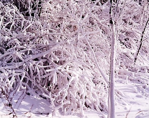 포토 JPG 주간 나무 식물 사계절 계절 설경 겨울 자연 눈꽃 여러그루 풍경 사람없음 야외 눈 숲 국내포토 자연요소 다수 날씨 눈_날씨 생태계 파일형식