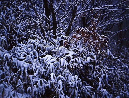 포토 JPG 주간 나무 식물 사계절 계절 설경 겨울 자연 눈꽃 여러그루 풍경 사람없음 야외 눈 국내포토 자연요소 다수 날씨 눈_날씨 생태계 파일형식
