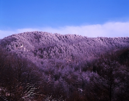 포토 JPG 주간 나무 식물 구름 사계절 계절 설경 겨울 자연 하늘 산 풍경 사람없음 야외 눈 숲 국내포토 자연요소 날씨 생태계 파일형식