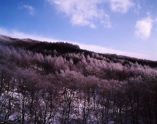 포토 JPG 주간 나무 식물 구름 사계절 계절 설경 겨울 자연 하늘 산 여러그루 풍경 사람없음 야외 눈 숲 국내포토 자연요소 다수 날씨 생태계 파일형식