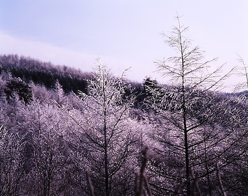 포토 JPG 주간 나무 식물 사계절 계절 설경 겨울 자연 하늘 산 눈꽃 여러그루 풍경 사람없음 야외 눈 숲 국내포토 자연요소 다수 날씨 눈_날씨 생태계 파일형식