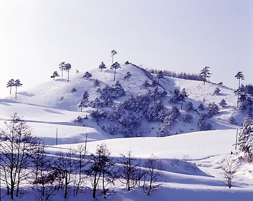 포토 JPG 주간 나무 식물 사계절 계절 설경 겨울 자연 하늘 산 여러그루 풍경 사람없음 야외 설원 눈 숲 언덕 국내포토 자연요소 다수 날씨 눈_날씨 생태계 파일형식