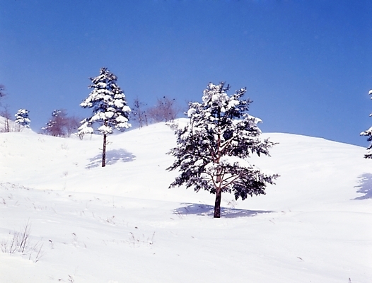포토 JPG 주간 나무 식물 사계절 계절 설경 겨울 자연 하늘 산 눈꽃 여러그루 풍경 사람없음 야외 설원 눈 언덕 국내포토 자연요소 다수 날씨 눈_날씨 생태계 파일형식