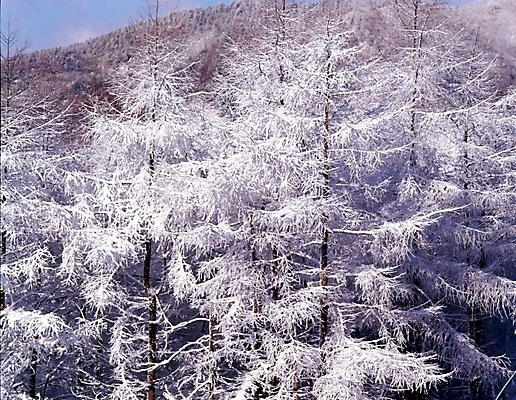 포토 JPG 주간 나무 식물 사계절 계절 설경 겨울 자연 산 눈꽃 여러그루 풍경 사람없음 야외 눈 숲 국내포토 자연요소 다수 날씨 눈_날씨 생태계 파일형식