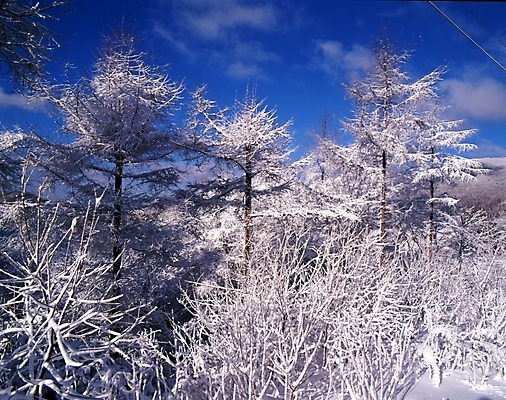 포토 JPG 주간 나무 식물 구름 사계절 계절 설경 겨울 자연 하늘 산 눈꽃 여러그루 풍경 사람없음 야외 눈 숲 국내포토 자연요소 다수 날씨 눈_날씨 생태계 파일형식