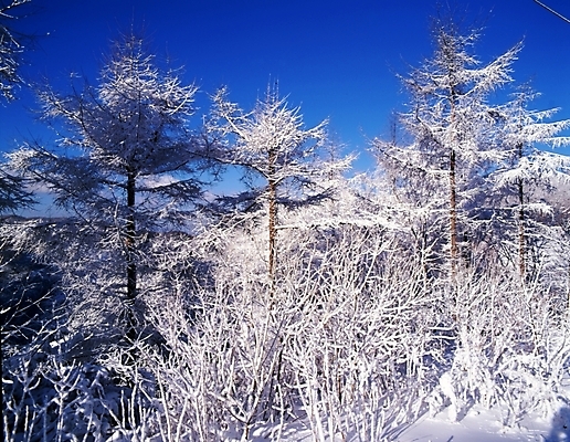 포토 JPG 주간 나무 식물 사계절 계절 설경 겨울 자연 하늘 산 눈꽃 여러그루 풍경 사람없음 야외 눈 숲 국내포토 자연요소 다수 날씨 눈_날씨 생태계 파일형식