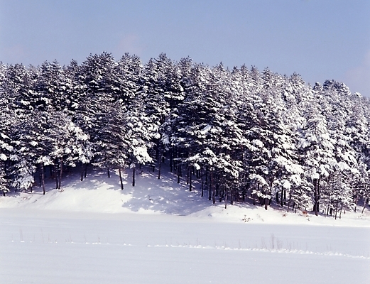 포토 JPG 주간 나무 식물 사계절 계절 설경 겨울 자연 산 여러그루 풍경 사람없음 야외 설원 눈 숲 국내포토 자연요소 다수 날씨 눈_날씨 생태계 파일형식