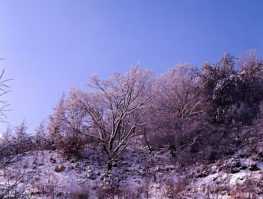 포토 JPG 주간 나무 식물 사계절 계절 설경 겨울 자연 하늘 산 여러그루 풍경 사람없음 야외 눈 숲 국내포토 자연요소 다수 날씨 생태계 파일형식