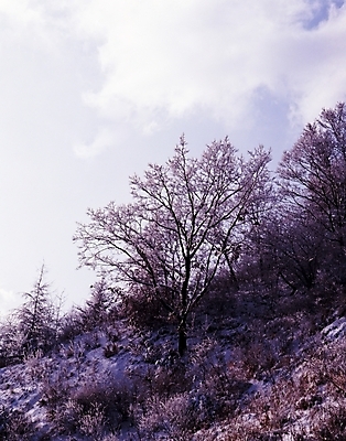 포토 JPG 주간 나무 식물 구름 사계절 계절 설경 겨울 자연 하늘 산 여러그루 풍경 사람없음 야외 눈 숲 국내포토 자연요소 다수 날씨 생태계 파일형식