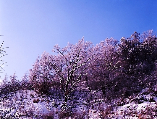 포토 JPG 주간 나무 식물 사계절 계절 설경 겨울 자연 하늘 산 여러그루 풍경 사람없음 야외 눈 국내포토 자연요소 다수 날씨 생태계 파일형식