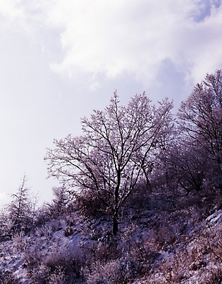 포토 JPG 주간 나무 식물 구름 사계절 계절 설경 겨울 자연 하늘 산 여러그루 풍경 사람없음 야외 눈 숲 국내포토 자연요소 다수 날씨 생태계 파일형식