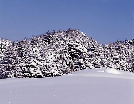 포토 JPG 주간 나무 식물 사계절 계절 설경 겨울 자연 하늘 산 여러그루 풍경 사람없음 야외 눈 숲 언덕 국내포토 자연요소 다수 날씨 생태계 파일형식