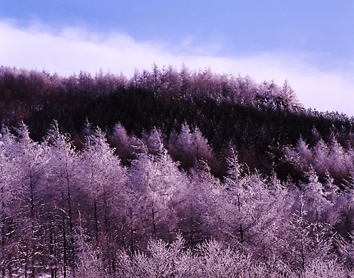 포토 JPG 주간 나무 식물 구름 사계절 계절 설경 겨울 자연 하늘 산 여러그루 풍경 사람없음 야외 눈 숲 국내포토 자연요소 다수 날씨 생태계 파일형식