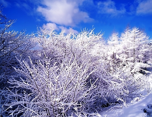 포토 JPG 주간 나무 식물 구름 사계절 계절 설경 겨울 자연 하늘 산 눈꽃 여러그루 풍경 사람없음 야외 눈 숲 국내포토 자연요소 다수 날씨 눈_날씨 생태계 파일형식