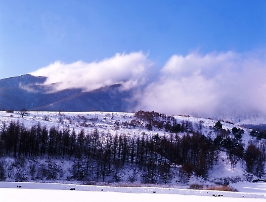 포토 JPG 주간 나무 식물 구름 사계절 계절 설경 겨울 자연 하늘 산 여러그루 풍경 사람없음 야외 눈 숲 국내포토 자연요소 다수 날씨 생태계 파일형식
