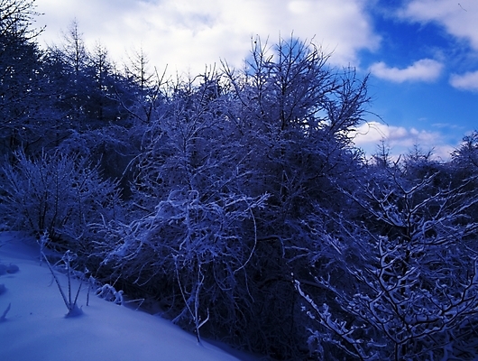 포토 JPG 주간 나무 식물 구름 사계절 계절 설경 겨울 자연 하늘 산 여러그루 풍경 사람없음 야외 눈 숲 국내포토 자연요소 다수 날씨 생태계 파일형식