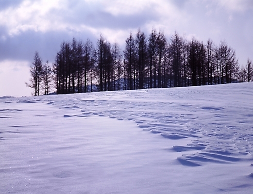 포토 JPG 주간 나무 식물 구름 사계절 계절 설경 겨울 자연 하늘 산 여러그루 풍경 사람없음 야외 설원 눈 숲 언덕 국내포토 자연요소 다수 날씨 눈_날씨 생태계 파일형식
