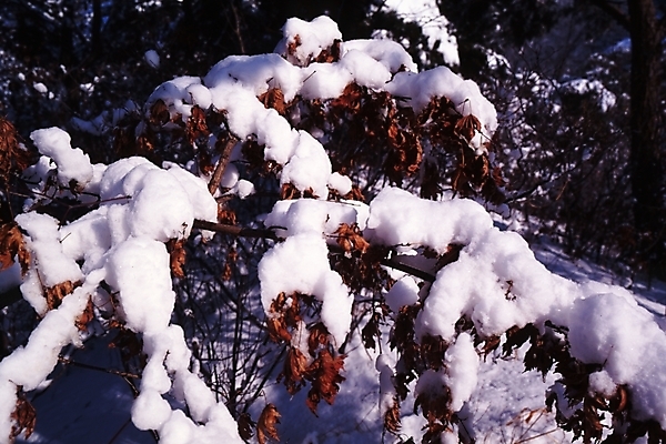 포토 JPG 주간 나무 식물 사계절 계절 설경 겨울 자연 여러그루 풍경 사람없음 야외 눈 숲 국내포토 자연요소 다수 날씨 생태계 파일형식