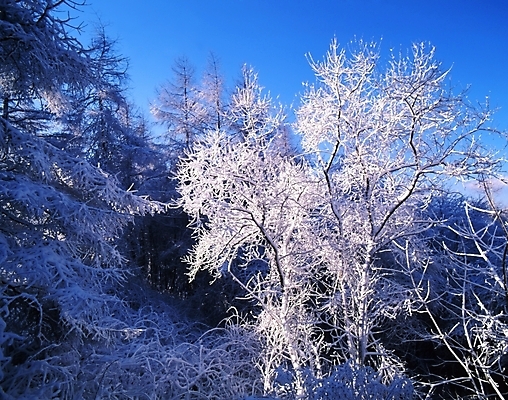 포토 JPG 주간 나무 식물 사계절 계절 설경 겨울 자연 하늘 눈꽃 여러그루 풍경 사람없음 야외 눈 숲 국내포토 자연요소 다수 날씨 눈_날씨 생태계 파일형식