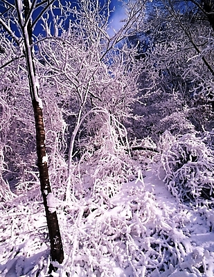 포토 JPG 주간 나무 식물 사계절 계절 설경 겨울 자연 하늘 눈꽃 여러그루 풍경 사람없음 야외 눈 숲 국내포토 자연요소 다수 날씨 눈_날씨 생태계 파일형식