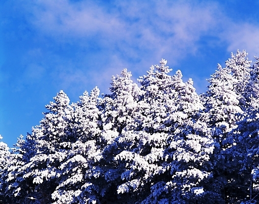 포토 JPG 주간 나무 식물 구름 사계절 계절 설경 겨울 자연 하늘 눈꽃 여러그루 풍경 사람없음 야외 눈 국내포토 자연요소 다수 날씨 눈_날씨 생태계 파일형식