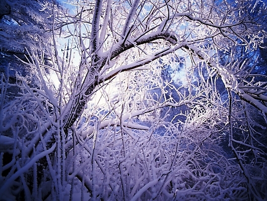 포토 JPG 주간 나무 식물 사계절 계절 설경 겨울 자연 하늘 산 눈꽃 여러그루 풍경 사람없음 야외 눈 숲 국내포토 자연요소 다수 날씨 눈_날씨 생태계 파일형식