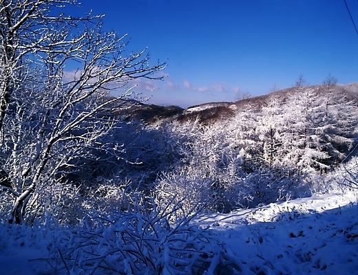포토 JPG 주간 나무 식물 구름 사계절 계절 설경 겨울 자연 하늘 산 눈꽃 여러그루 풍경 사람없음 야외 눈 숲 국내포토 자연요소 다수 날씨 눈_날씨 생태계 파일형식