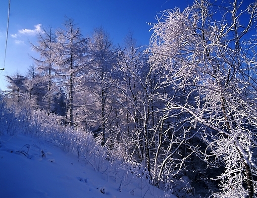 포토 JPG 주간 나무 식물 구름 사계절 계절 설경 겨울 자연 하늘 산 눈꽃 여러그루 풍경 사람없음 야외 눈 숲 국내포토 자연요소 다수 날씨 눈_날씨 생태계 파일형식