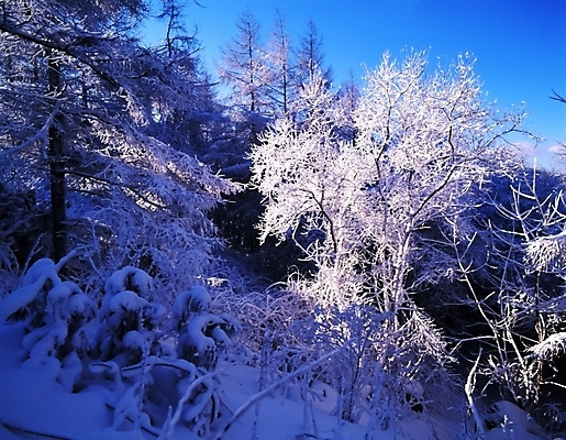 포토 JPG 주간 나무 식물 사계절 계절 설경 겨울 자연 하늘 산 눈꽃 여러그루 풍경 사람없음 야외 눈 숲 국내포토 자연요소 다수 날씨 눈_날씨 생태계 파일형식