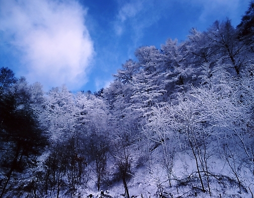 포토 JPG 주간 나무 식물 구름 사계절 계절 로우앵글 설경 겨울 자연 하늘 산 눈꽃 여러그루 풍경 사람없음 야외 눈 숲 국내포토 자연요소 뷰포인트 다수 날씨 눈_날씨 생태계 파일형식