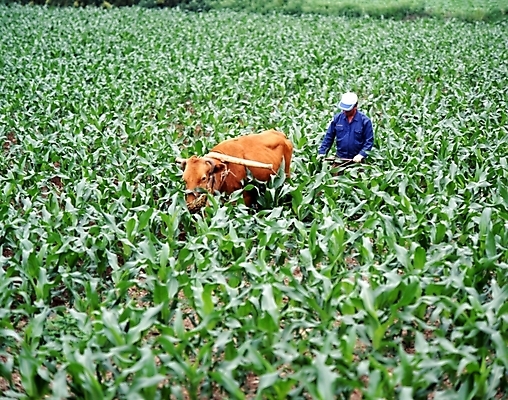 포토 JPG 주간 동물 직업 척추동물 육지동물 남자 밭 농업 포유류 사람 풍경 야외 농경지 농사 가축 농촌 시골 소 농부 황소 밭갈이 남자만 국내포토 자연요소 산업 농장 파일형식