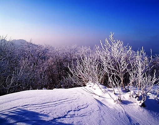 포토 JPG 주간 나무 식물 사계절 계절 설경 겨울 자연 하늘 산 눈꽃 여러그루 풍경 사람없음 야외 눈 숲 언덕 국내포토 자연요소 다수 날씨 눈_날씨 생태계 파일형식