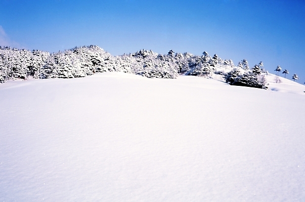 포토 JPG 주간 나무 식물 사계절 계절 설경 겨울 자연 산 여러그루 풍경 사람없음 야외 눈 숲 언덕 국내포토 자연요소 다수 날씨 생태계 파일형식