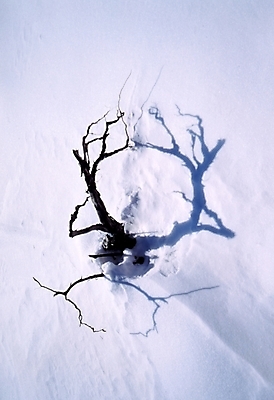 포토 JPG 주간 나무 식물 사계절 계절 설경 겨울 자연 한그루 풍경 사람없음 야외 하이앵글 설원 나뭇가지 눈 국내포토 자연요소 1 뷰포인트 날씨 눈_날씨 생태계 파일형식