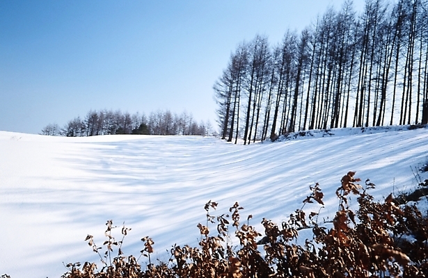포토 JPG 주간 나무 식물 사계절 계절 설경 겨울 자연 여러그루 풍경 사람없음 야외 설원 눈 숲 언덕 국내포토 자연요소 다수 날씨 눈_날씨 생태계 파일형식