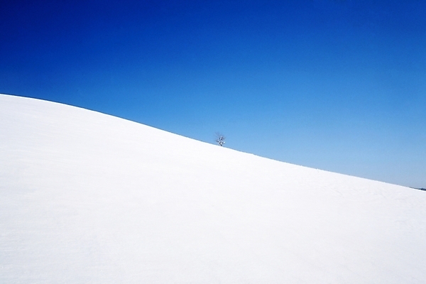 포토 JPG 주간 나무 식물 사계절 계절 설경 겨울 자연 하늘 산 한그루 풍경 사람없음 야외 설원 눈 언덕 국내포토 자연요소 1 날씨 눈_날씨 생태계 파일형식