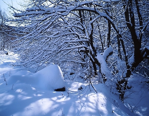 포토 JPG 주간 나무 식물 사계절 계절 설경 겨울 자연 산 여러그루 풍경 사람없음 야외 눈 숲 국내포토 자연요소 다수 날씨 생태계 파일형식