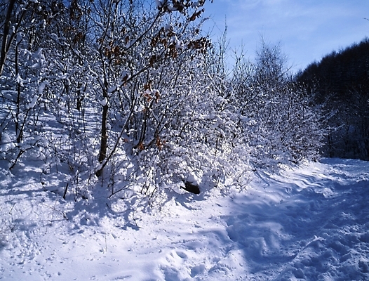 포토 JPG 주간 나무 식물 사계절 계절 설경 겨울 자연 하늘 산 여러그루 풍경 사람없음 야외 눈 숲 국내포토 자연요소 다수 날씨 생태계 파일형식