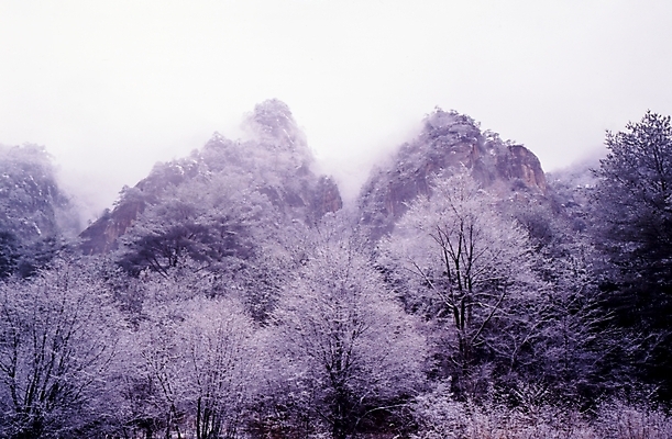 포토 JPG 주간 나무 식물 구름 사계절 계절 설경 겨울 자연 하늘 산 눈꽃 여러그루 풍경 사람없음 야외 눈 숲 국내포토 자연요소 다수 날씨 눈_날씨 생태계 파일형식
