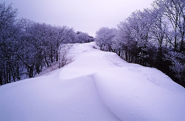 포토 JPG 주간 나무 식물 사계절 계절 길 설경 겨울 자연 산 여러그루 풍경 사람없음 야외 설원 눈 숲 눈길 국내포토 자연요소 다수 날씨 눈_날씨 생태계 파일형식