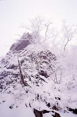 포토 JPG 주간 나무 식물 사계절 계절 설경 겨울 자연 하늘 산 눈꽃 여러그루 풍경 사람없음 야외 눈 눈보라 국내포토 자연요소 다수 날씨 눈_날씨 생태계 파일형식