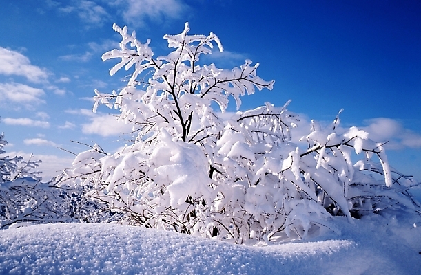 포토 JPG 주간 나무 식물 구름 사계절 계절 설경 겨울 자연 하늘 산 눈꽃 여러그루 풍경 사람없음 야외 눈 숲 국내포토 자연요소 다수 날씨 눈_날씨 생태계 파일형식